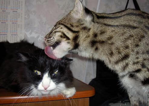 开云体育app下载-青少年比赛奖项机制鼓励团队合作，青少年含金量高的比赛