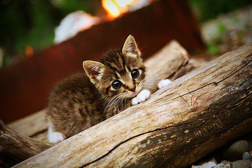 中超观赛体验升级多地试点智能场馆运营方案,中超赛场地址